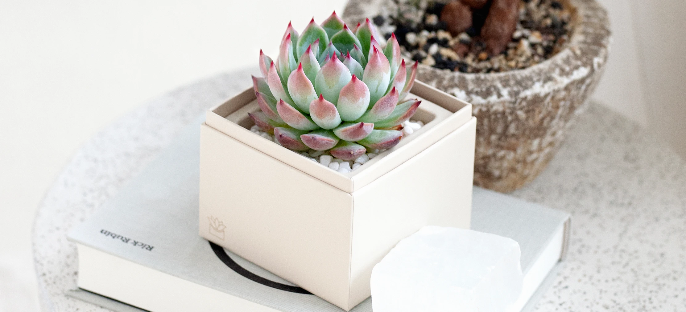 Mastering the Best Method to Water Succulents