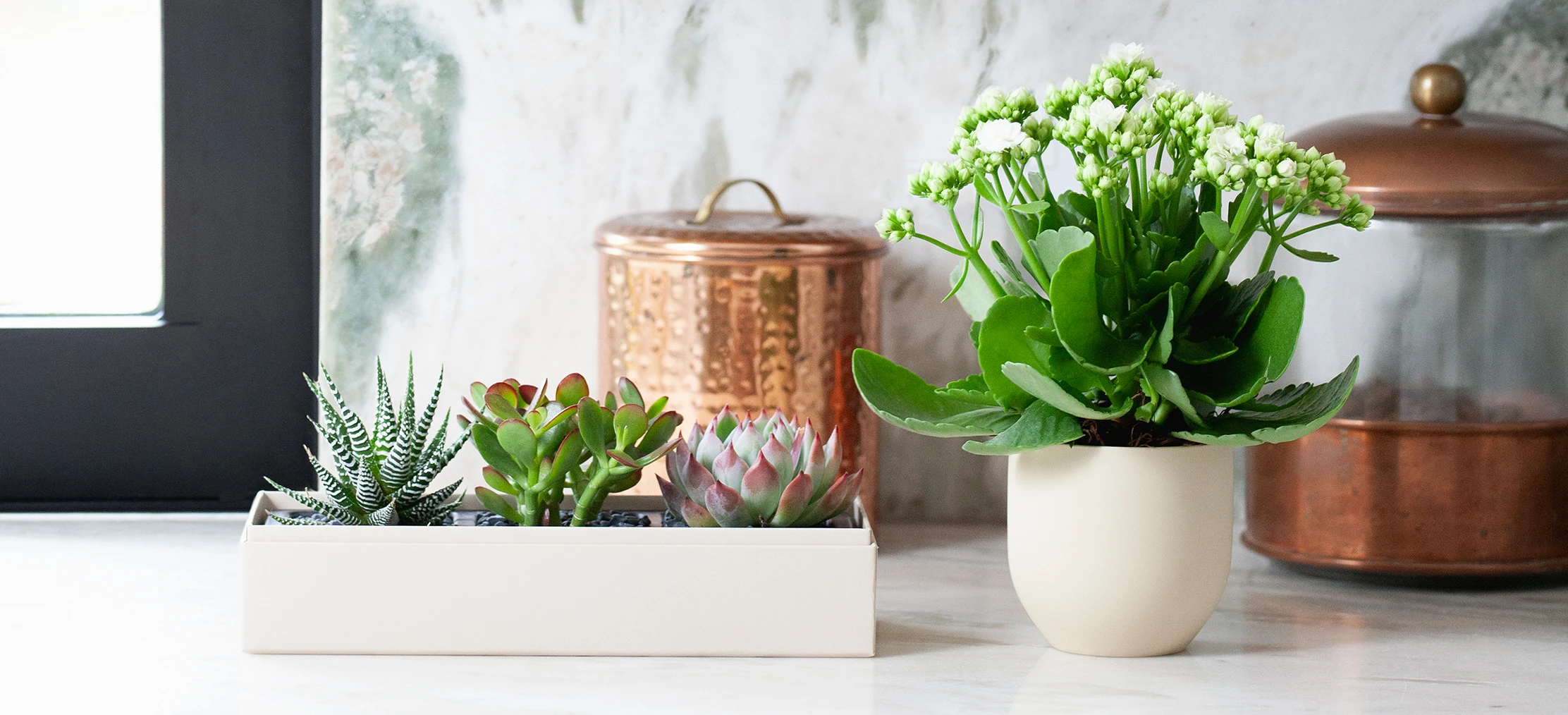 Mastering Your Cactus Watering Schedule for Thriving Plants