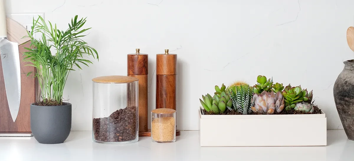Plant Housewarming Gift FAQ: Your New Home Plant Questions Answered