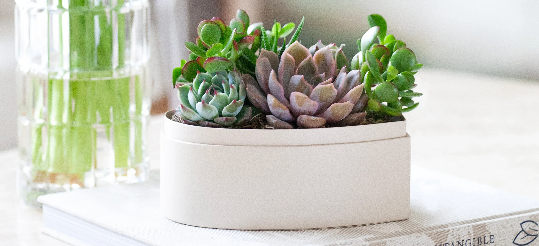 Sustainable Gift Ideas Plants FAQ: Your Green Gifting Questions Answered
