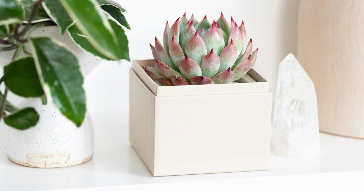 Essential Care Tips for Beginners with Succulents  Lula's Garden