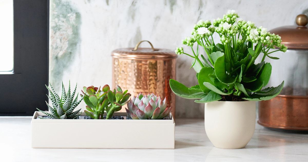 Mastering Your Cactus Watering Schedule for Thriving Plants