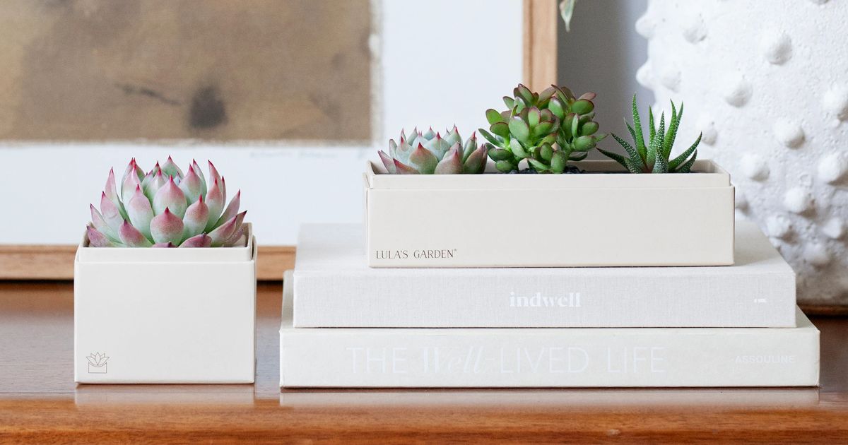 Transform Your Bedroom with Plant Decor Ideas  Lula's Garden