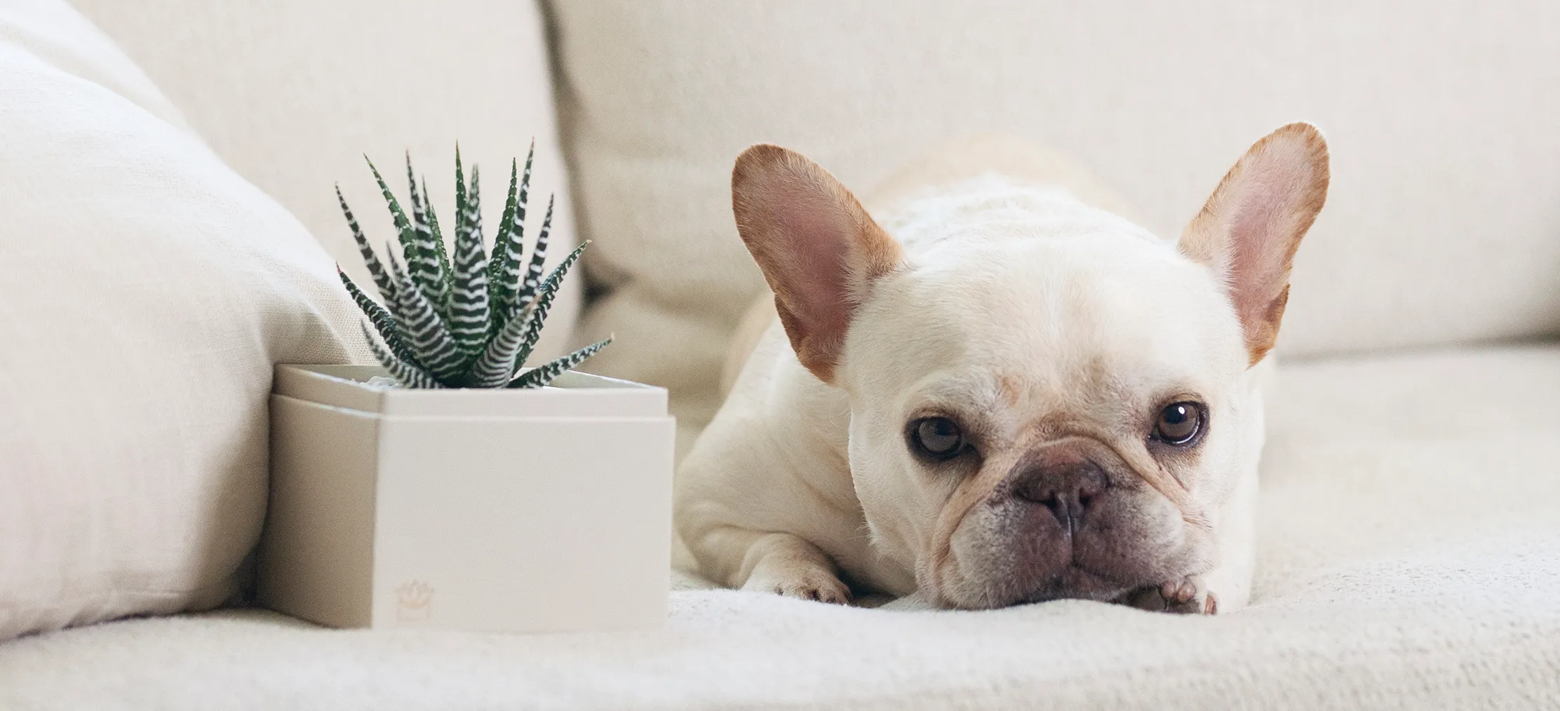 Best Succulent Gifts for Pet Parents