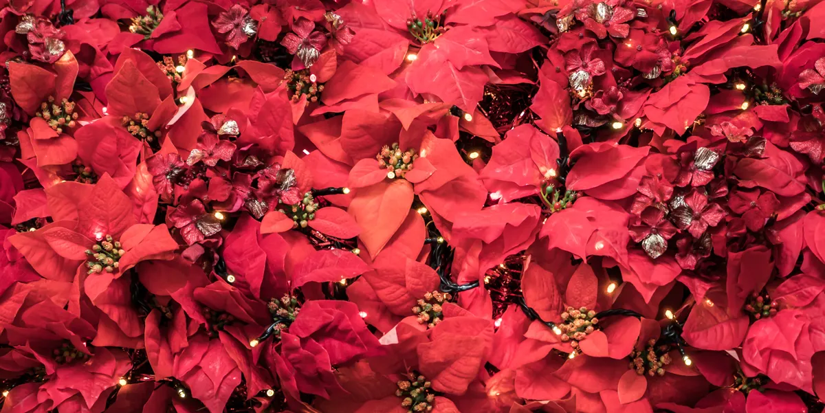 Discover the Best Plant Gifts for Christmas