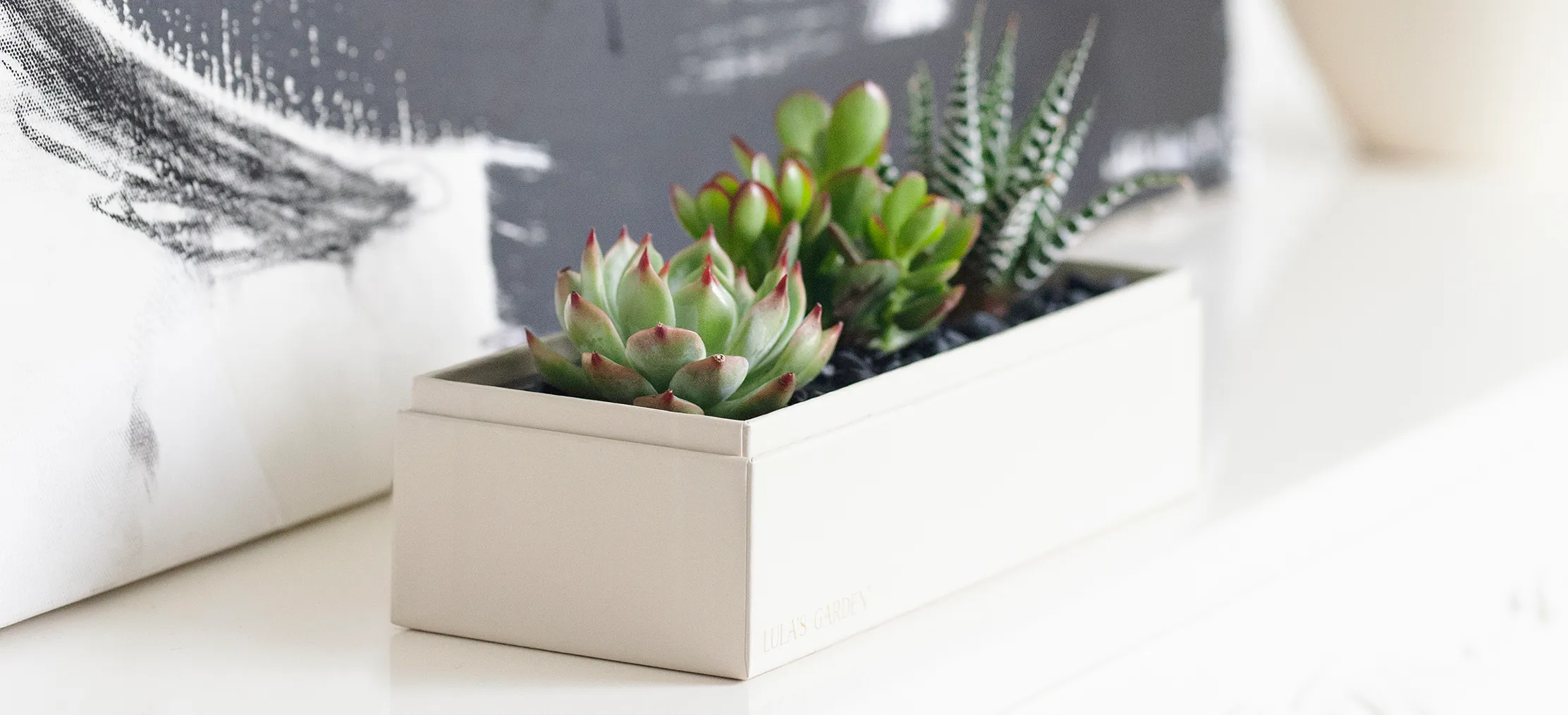 Best Succulent Gifts for Her