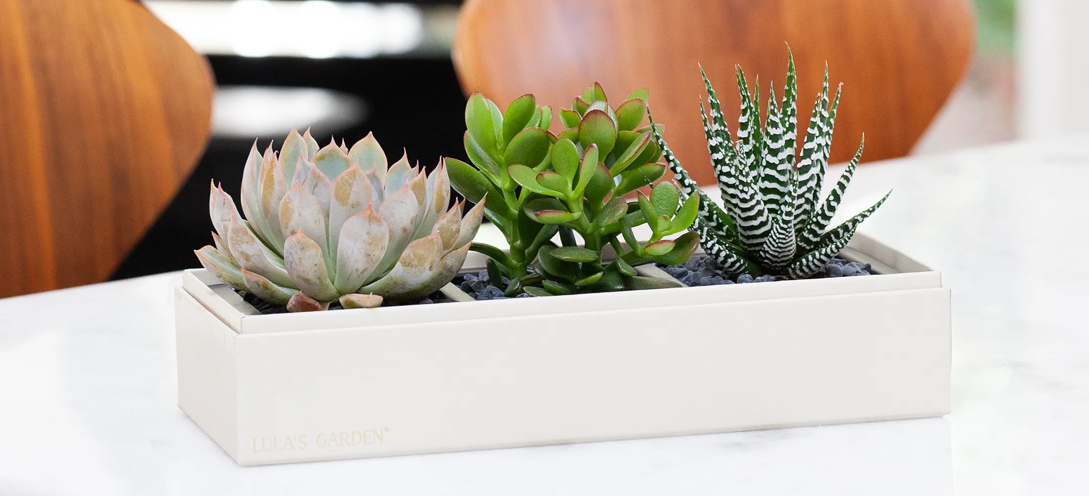 Charming House Warming Plant Gifts