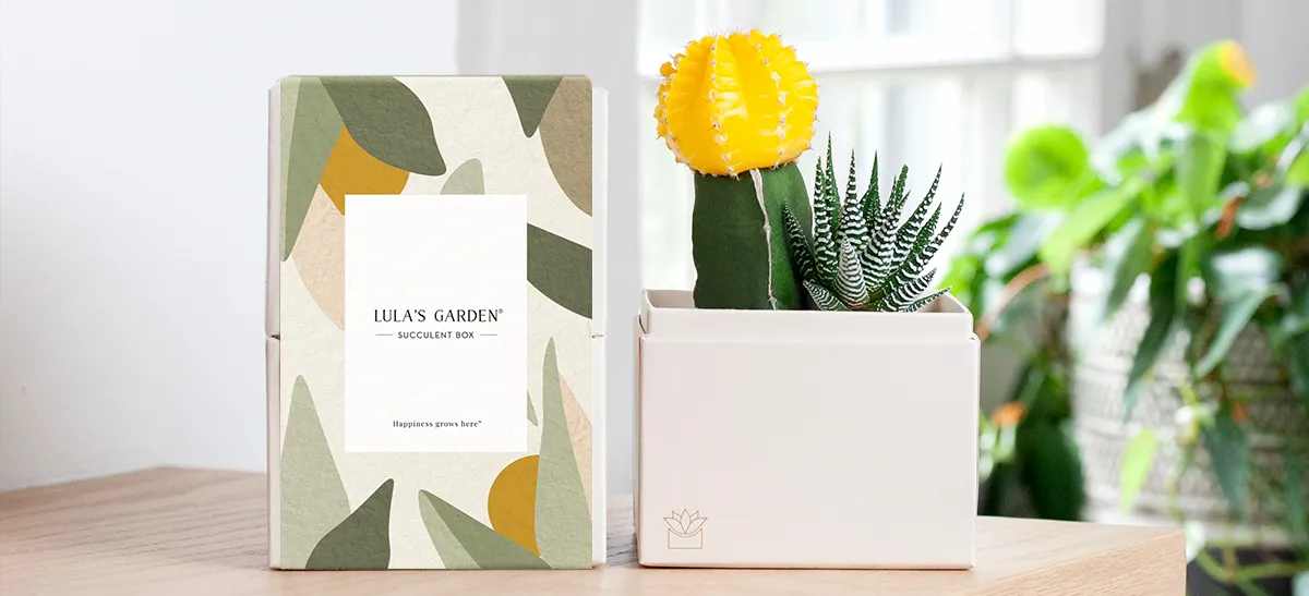 Easy Indoor Plants for Beginners