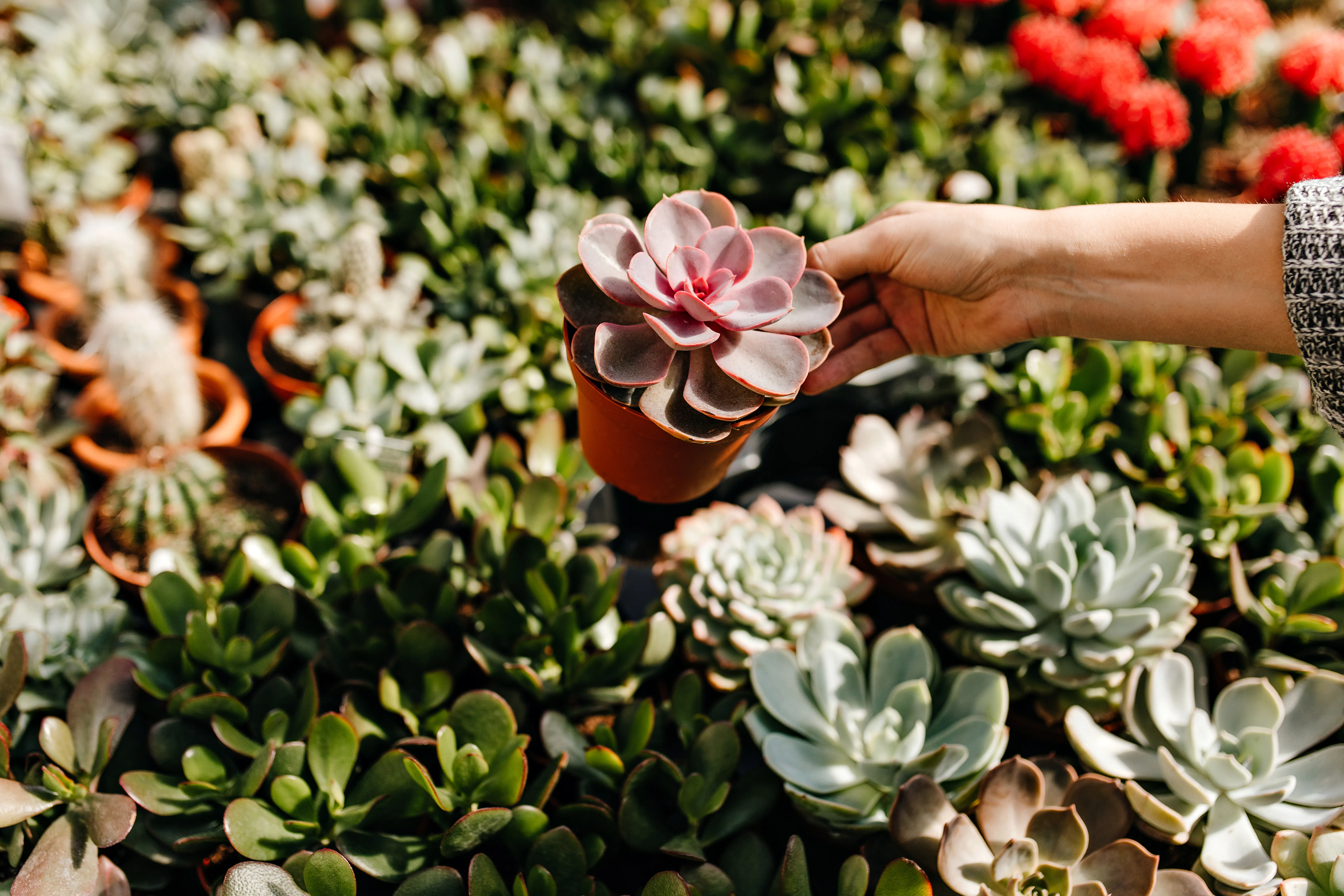 Unique Plant Gifts for Teachers