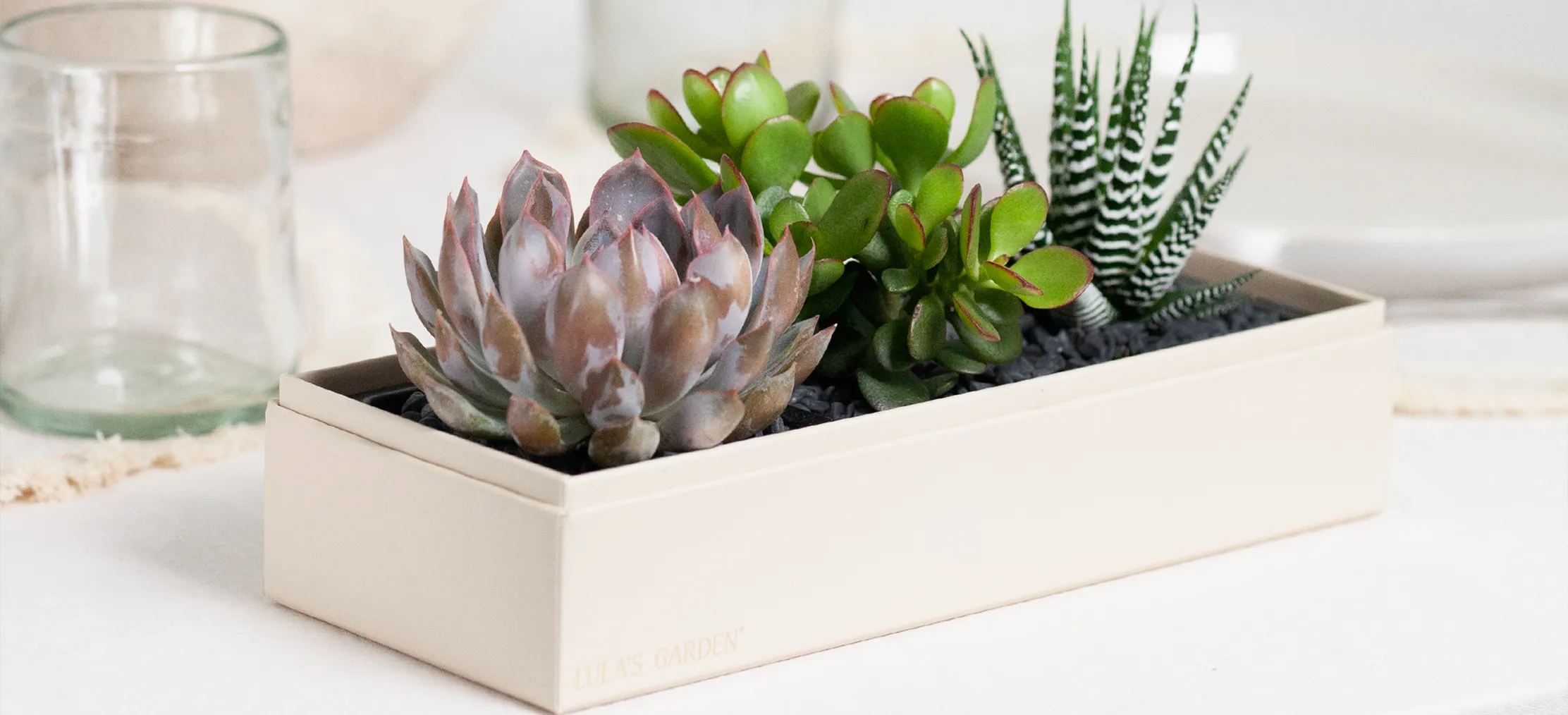 Sending Plants as a Gift: Delightful Choices