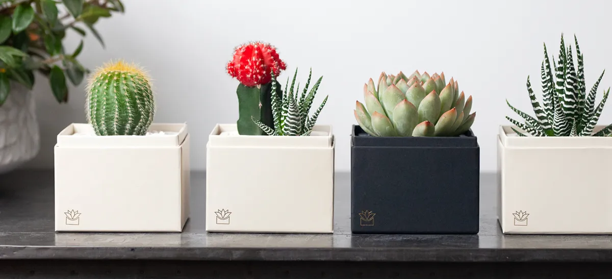 Eco-Friendly Sustainable Gifts for Christmas