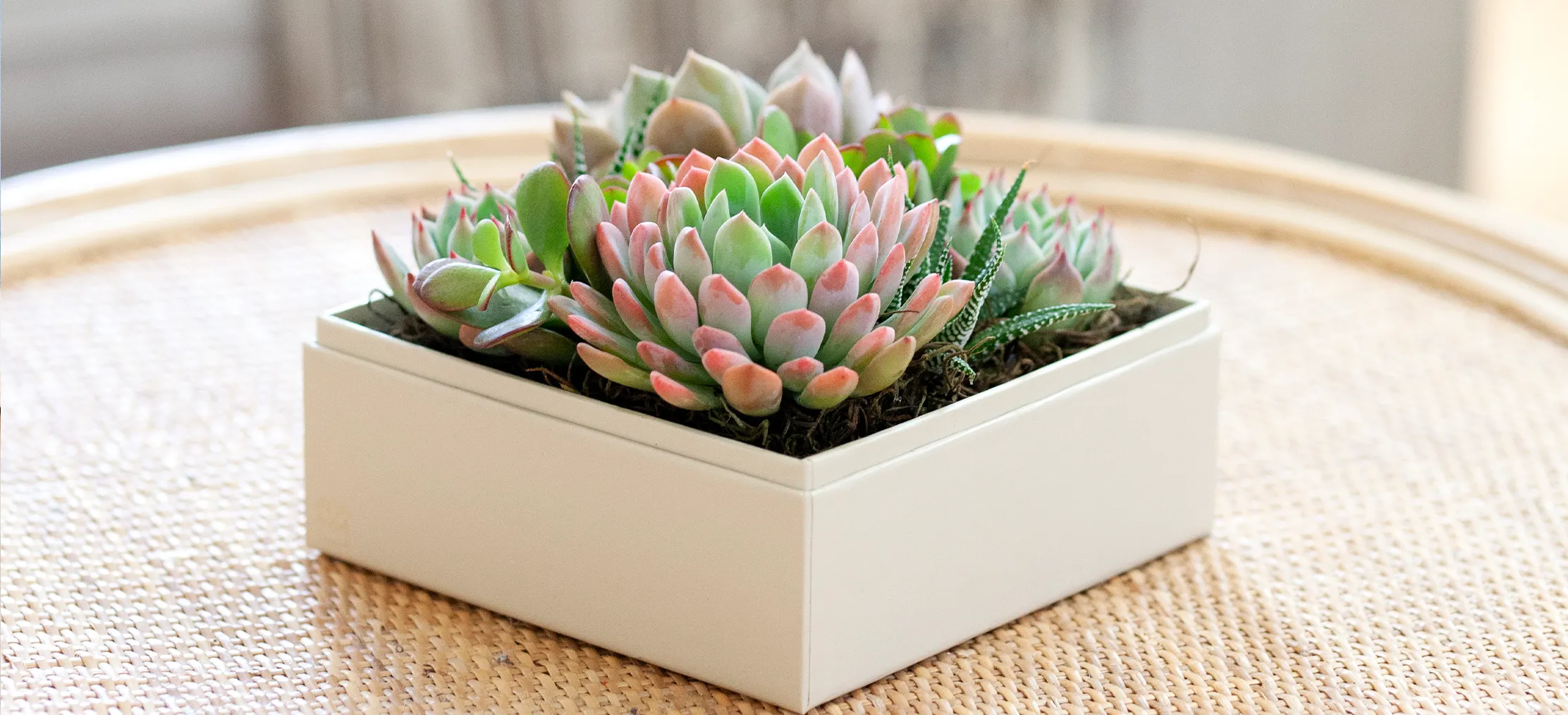 Top Thanksgiving Plant Lover Gift Ideas