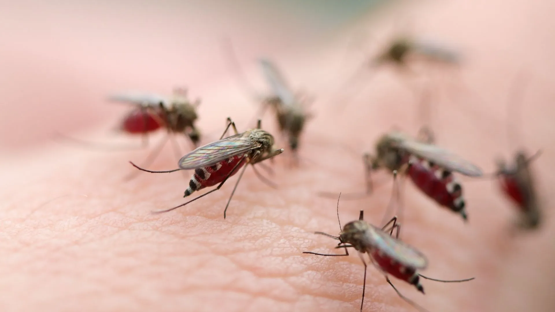 Ultimate Mosquito Control: Defend and Conquer