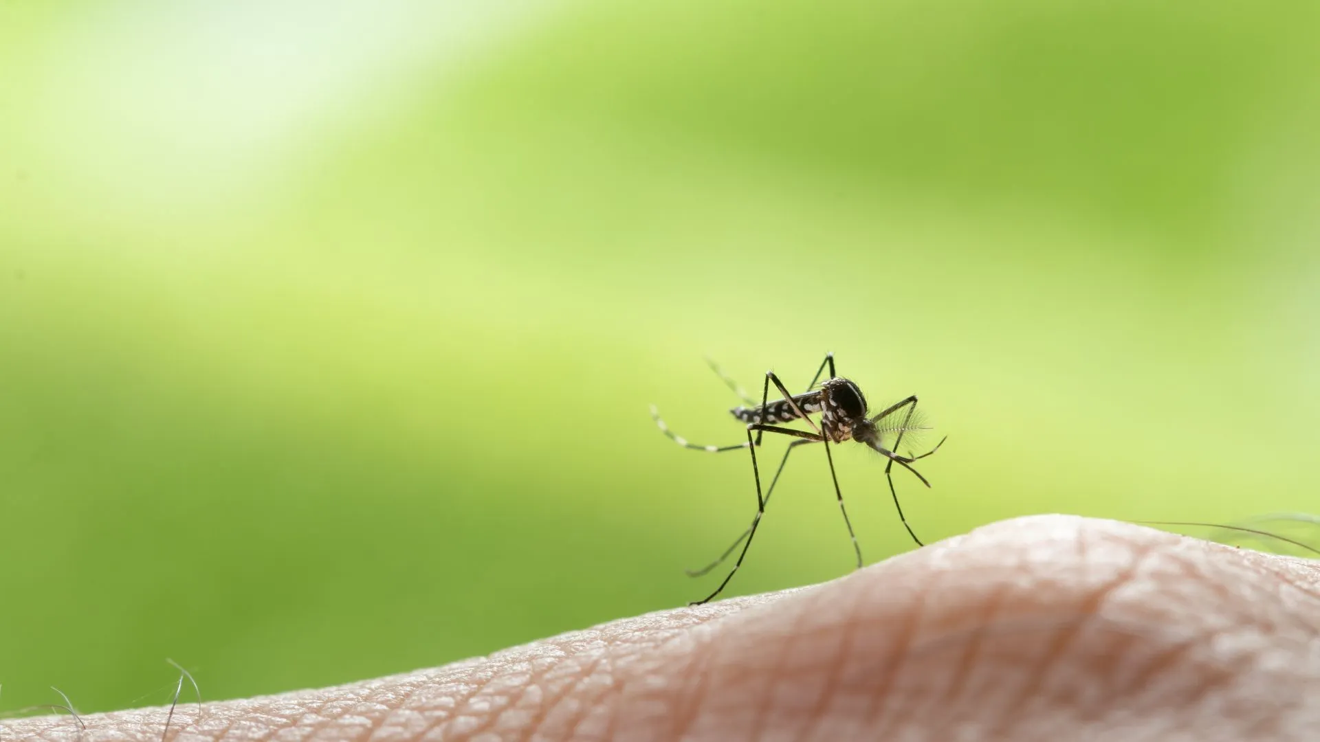 Powerful Mosquito Spray for Your Home - Stay Protected!