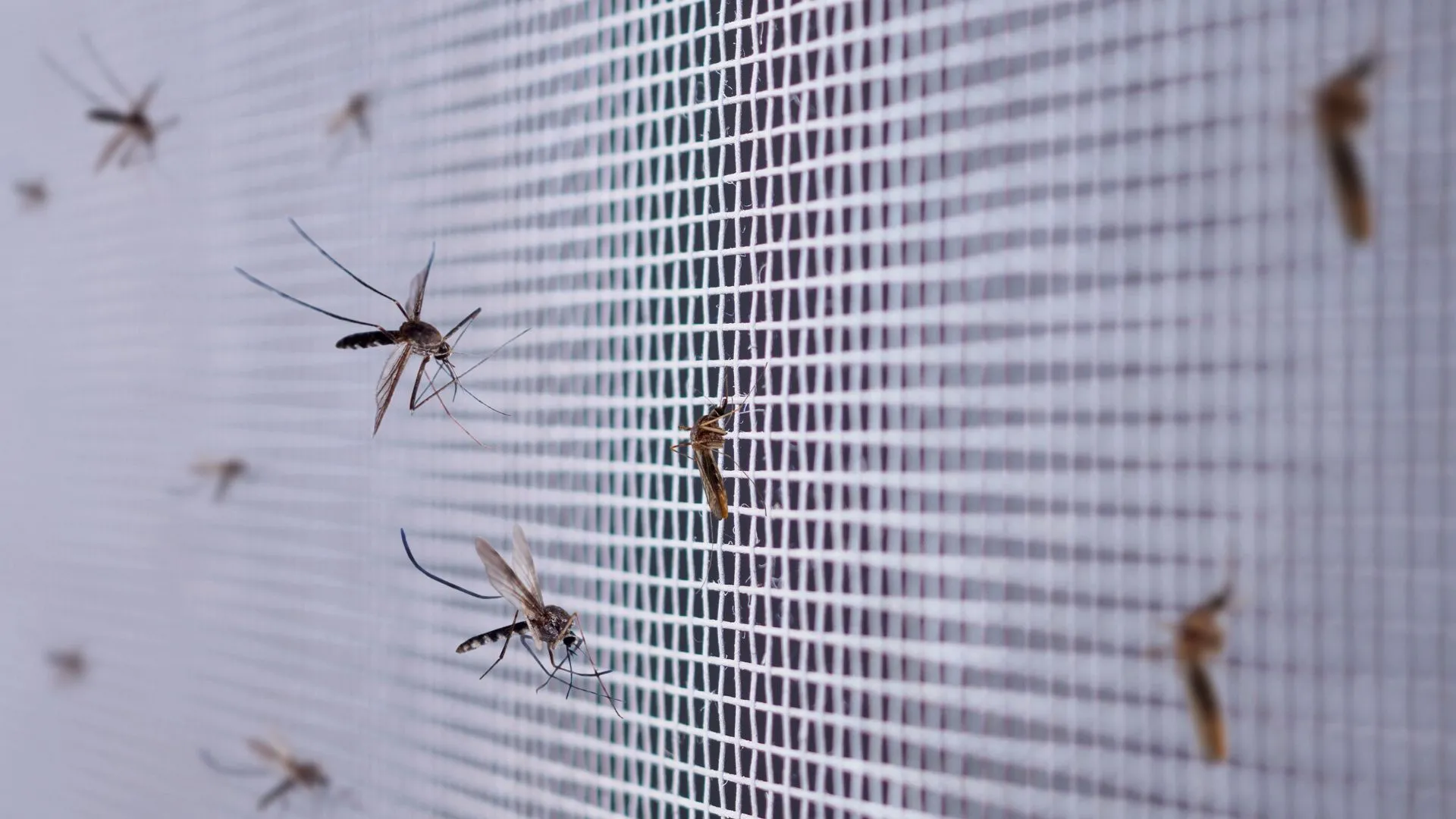Essential Oils to Deter Mosquitoes!