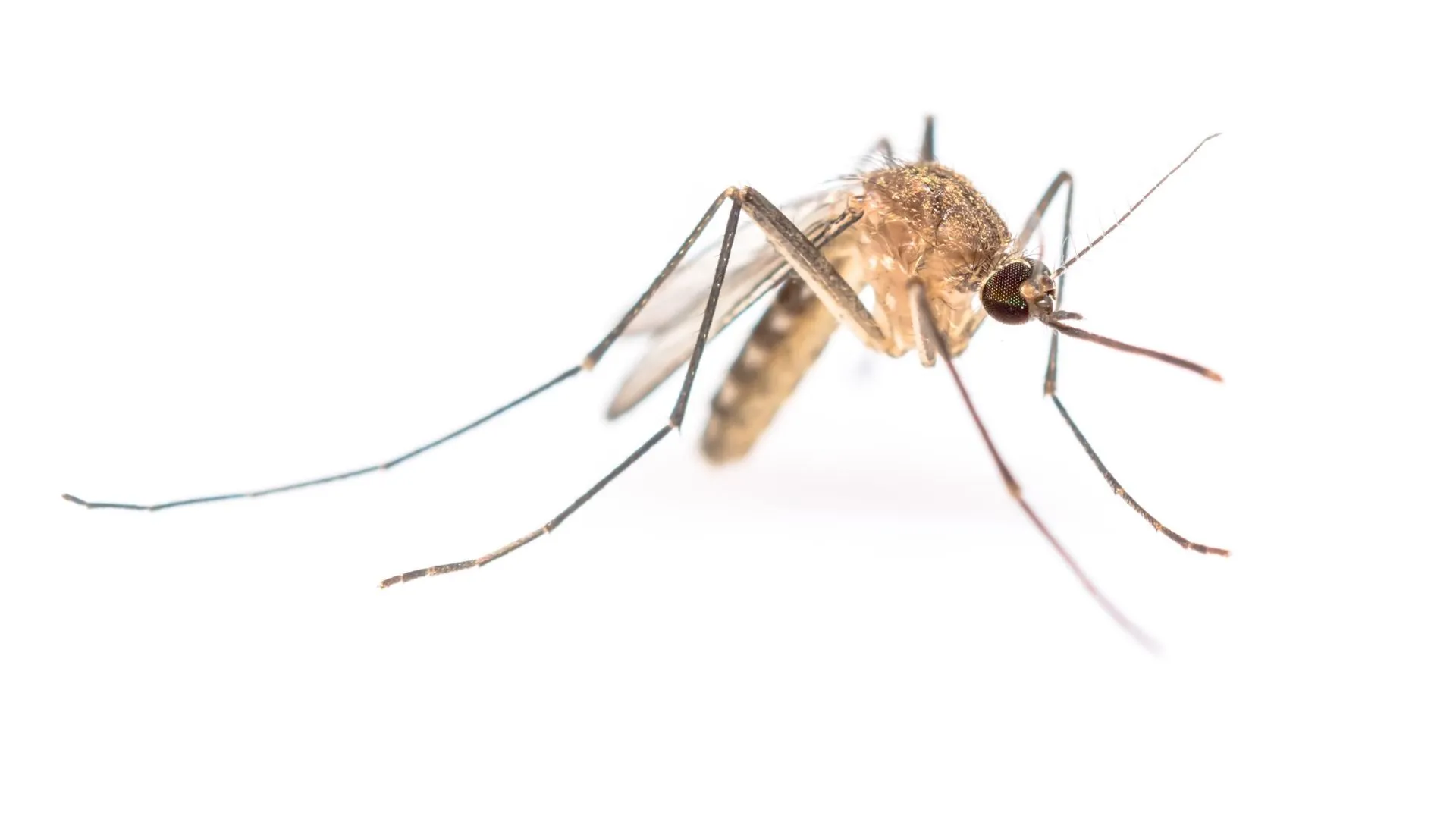 Top Mosquito Repellent Companies Here!