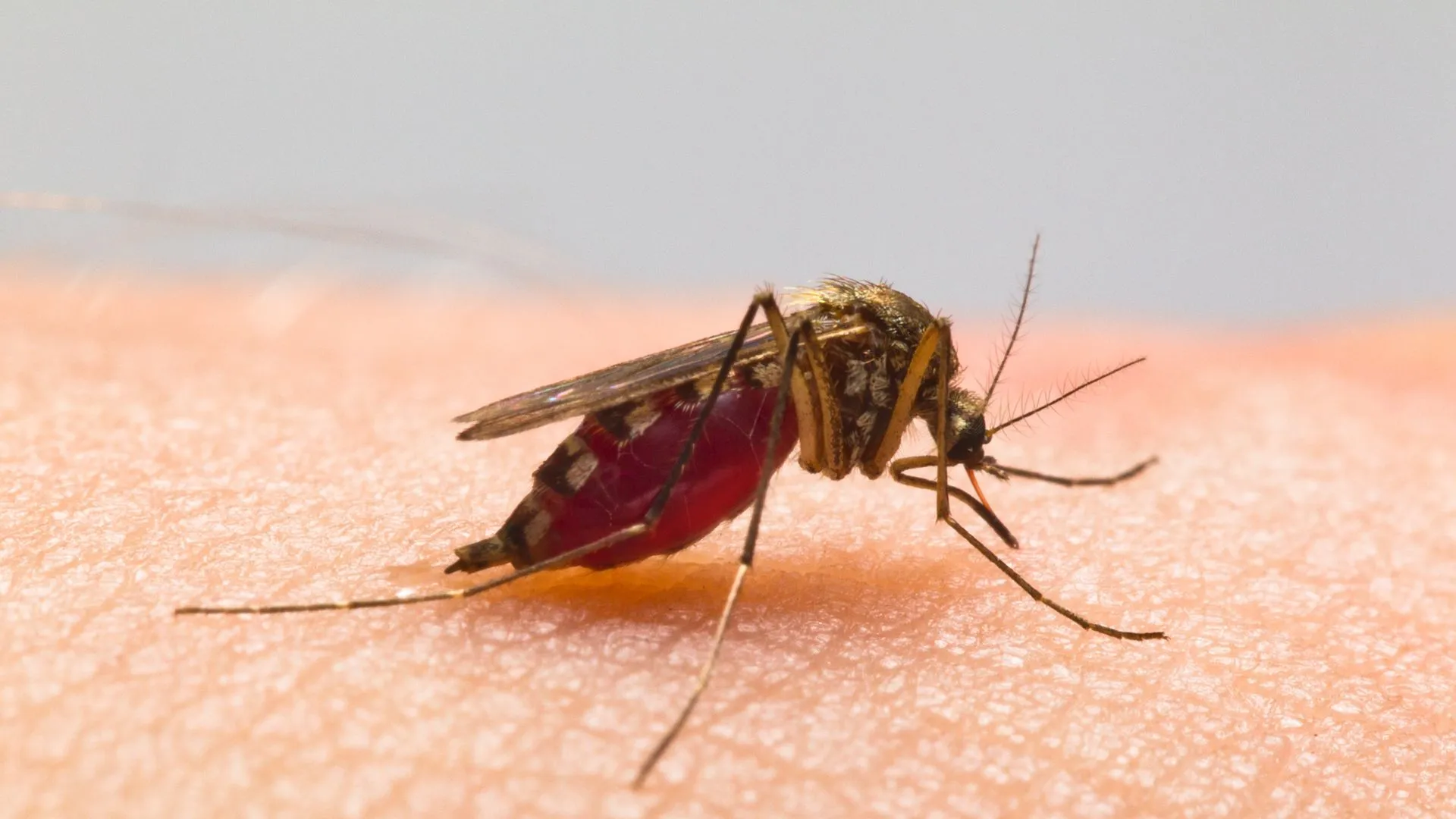 Effective Mosquito Treatment Near Me