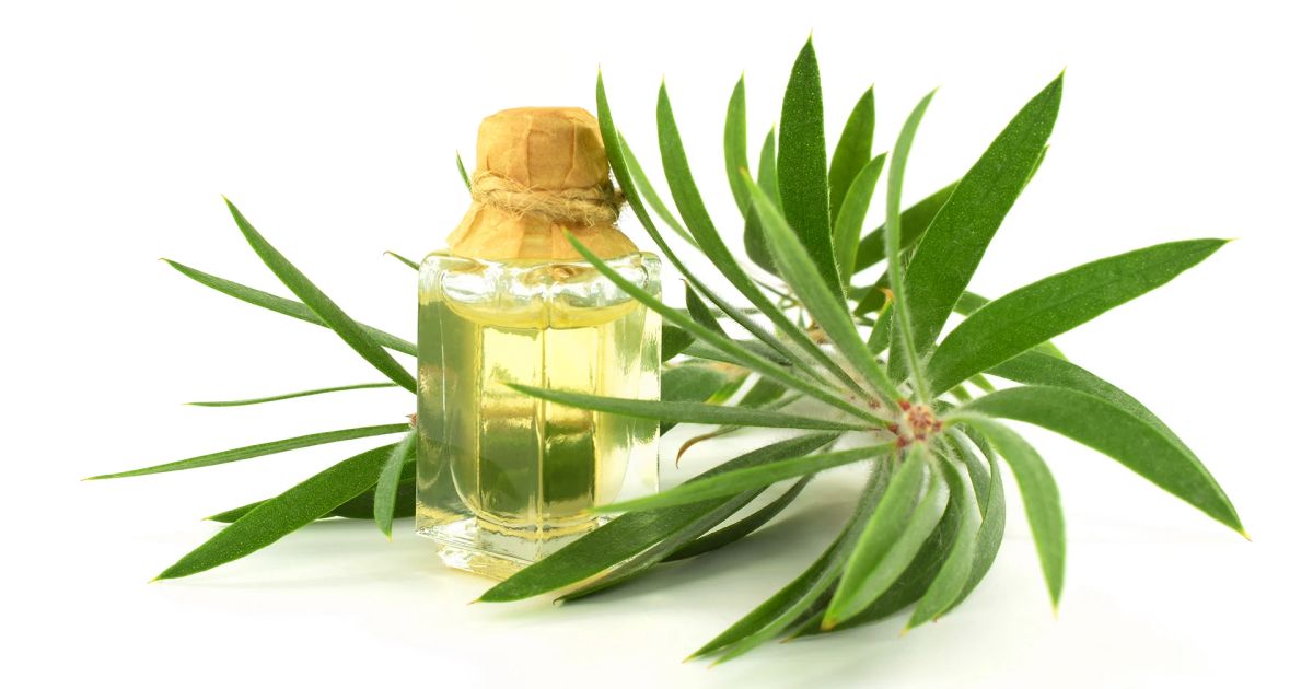7 Fragrance Trees That Transform Your Garden into Eden