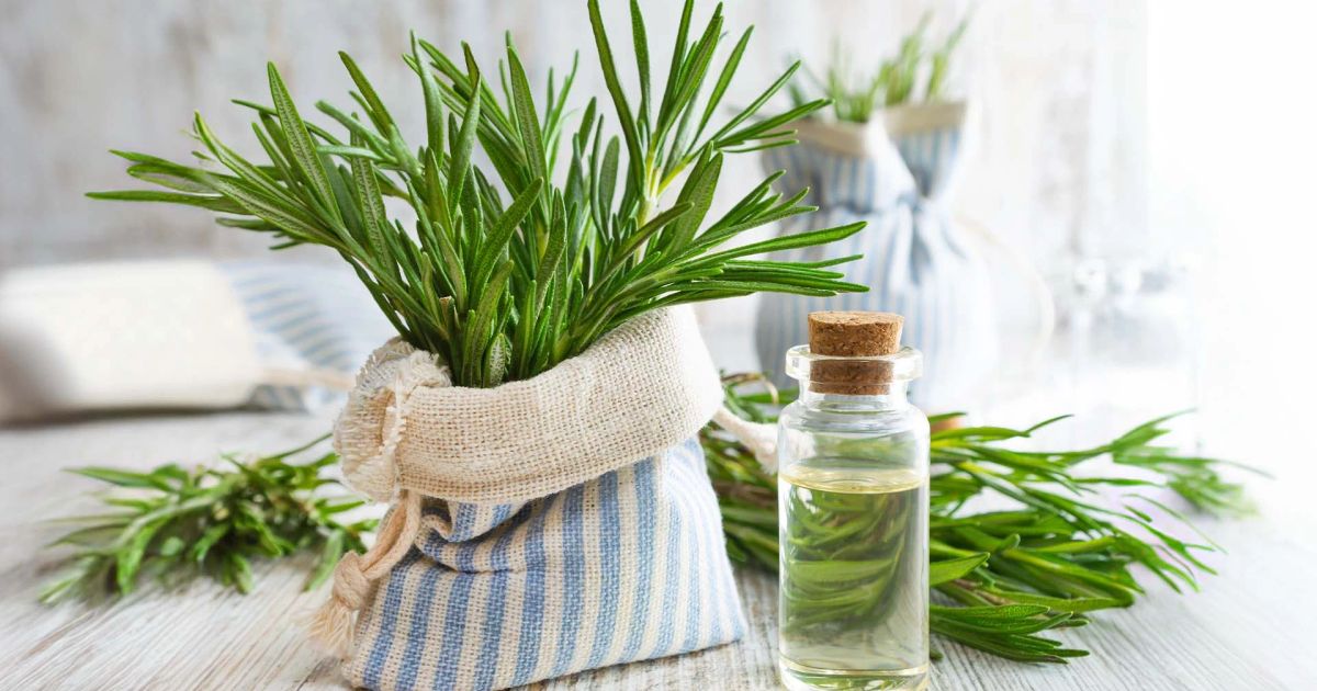 Coltivare semi di rosmarino: guida pratica e semplice per un aroma straordinario.