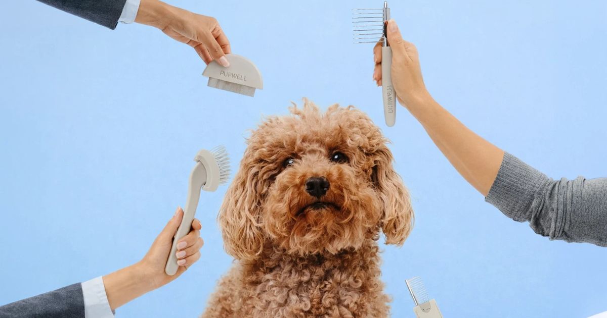 How to Address Hair Loss in Dogs: Causes and Solutions