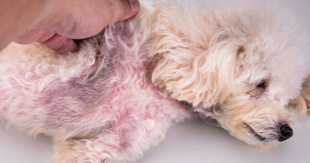 How to Identify Common Skin Problems in Summer for Pets