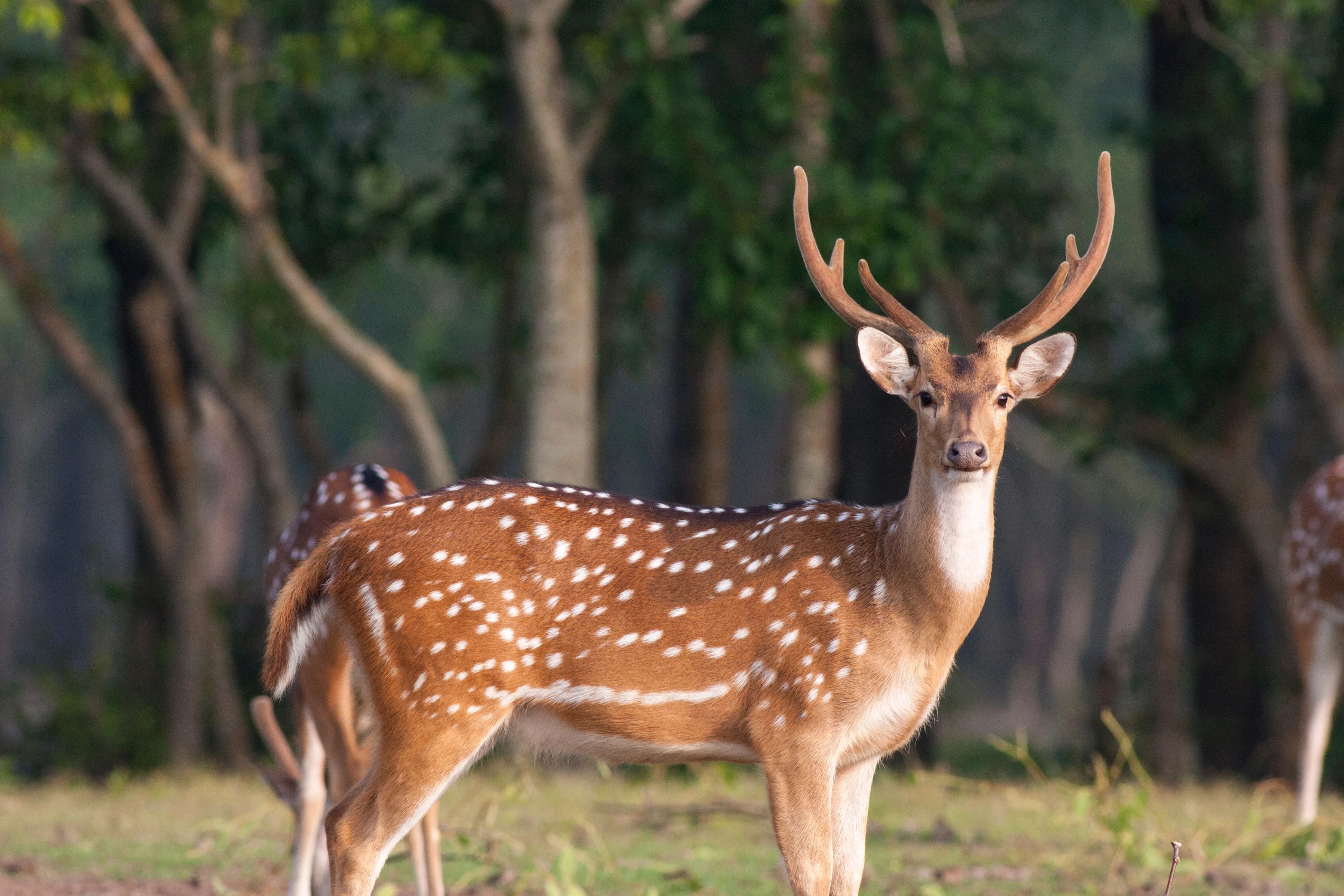 Checklist for Spotting Ross Island Deer in Wildlife Sanctuary