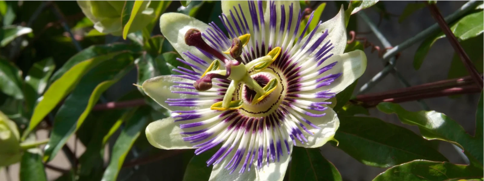 7 Surprising Passiflora Benefits for Holistic Wellbeing