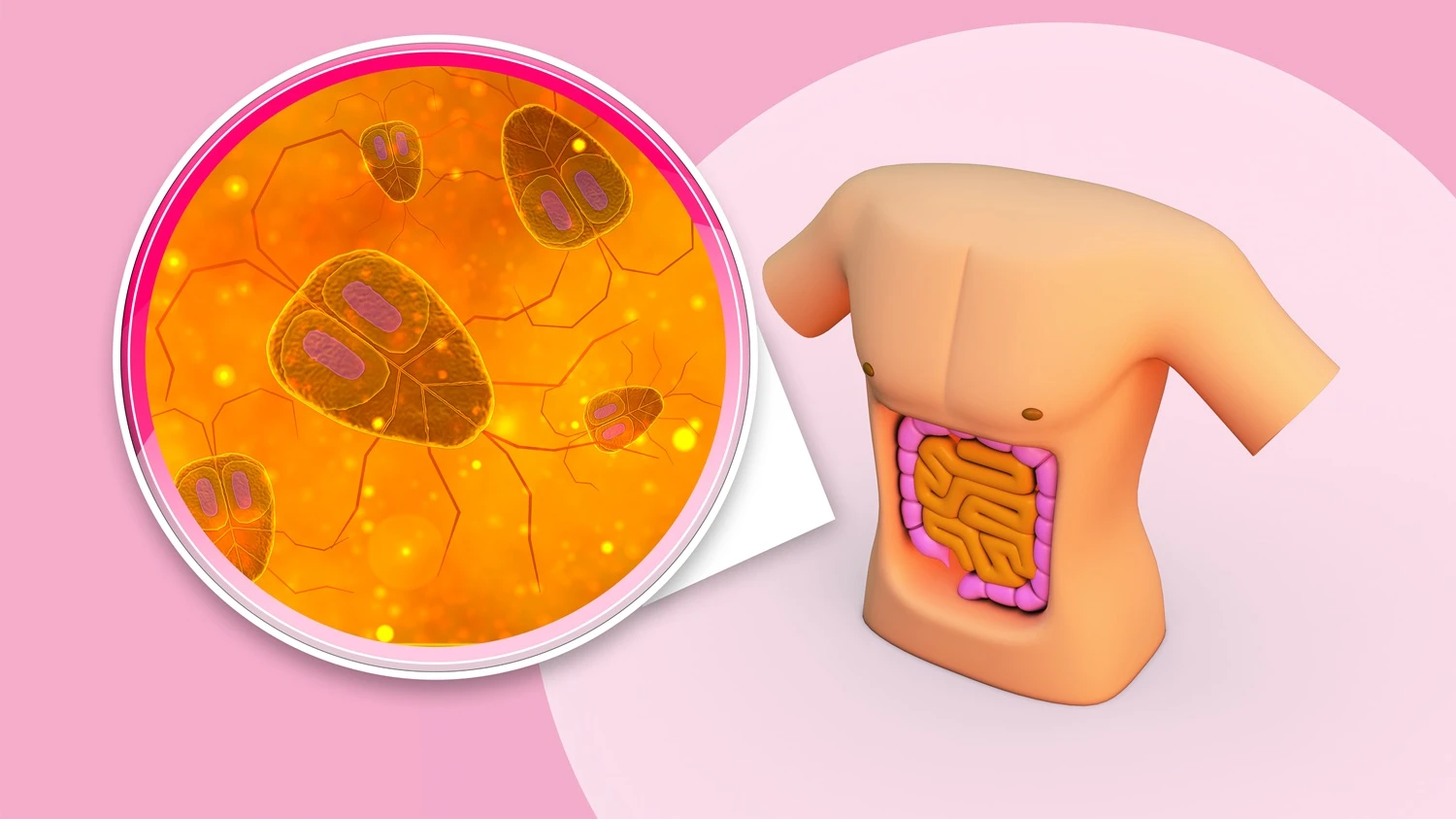 How to Improve Gut Health with Digestive Enzymes?