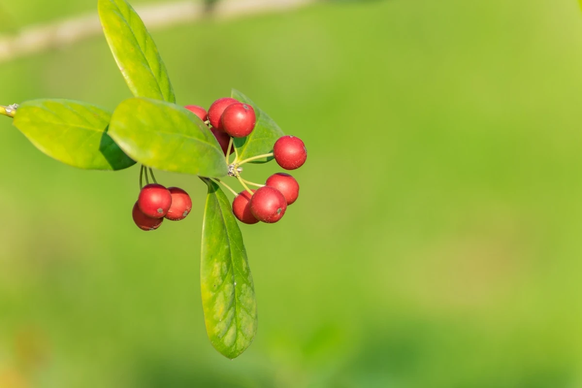 9 Berberine Benefits That May Revolutionize Your Health