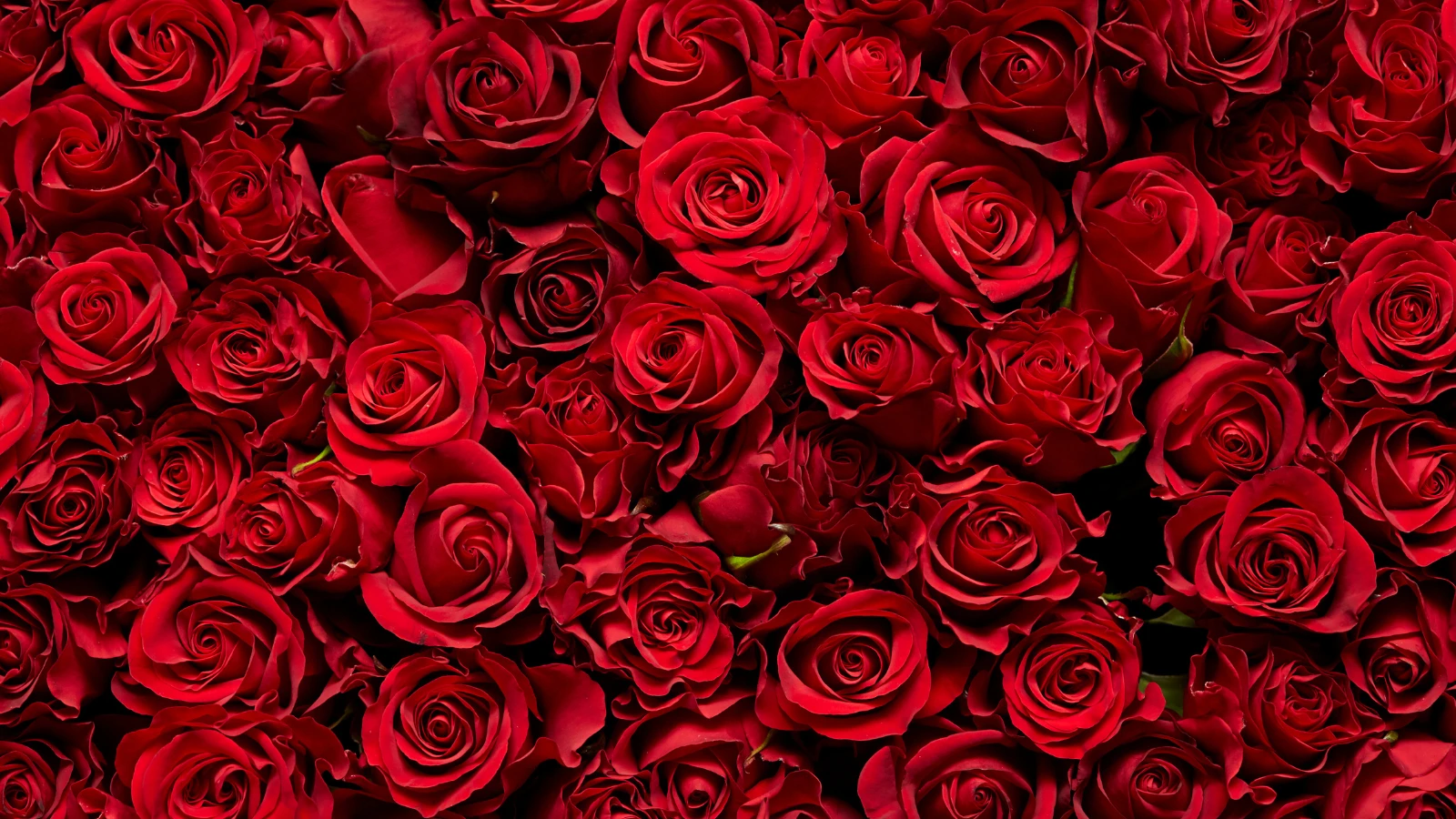 Gulab Ka Phool: A Step-by-Step Guide to Rose Benefits