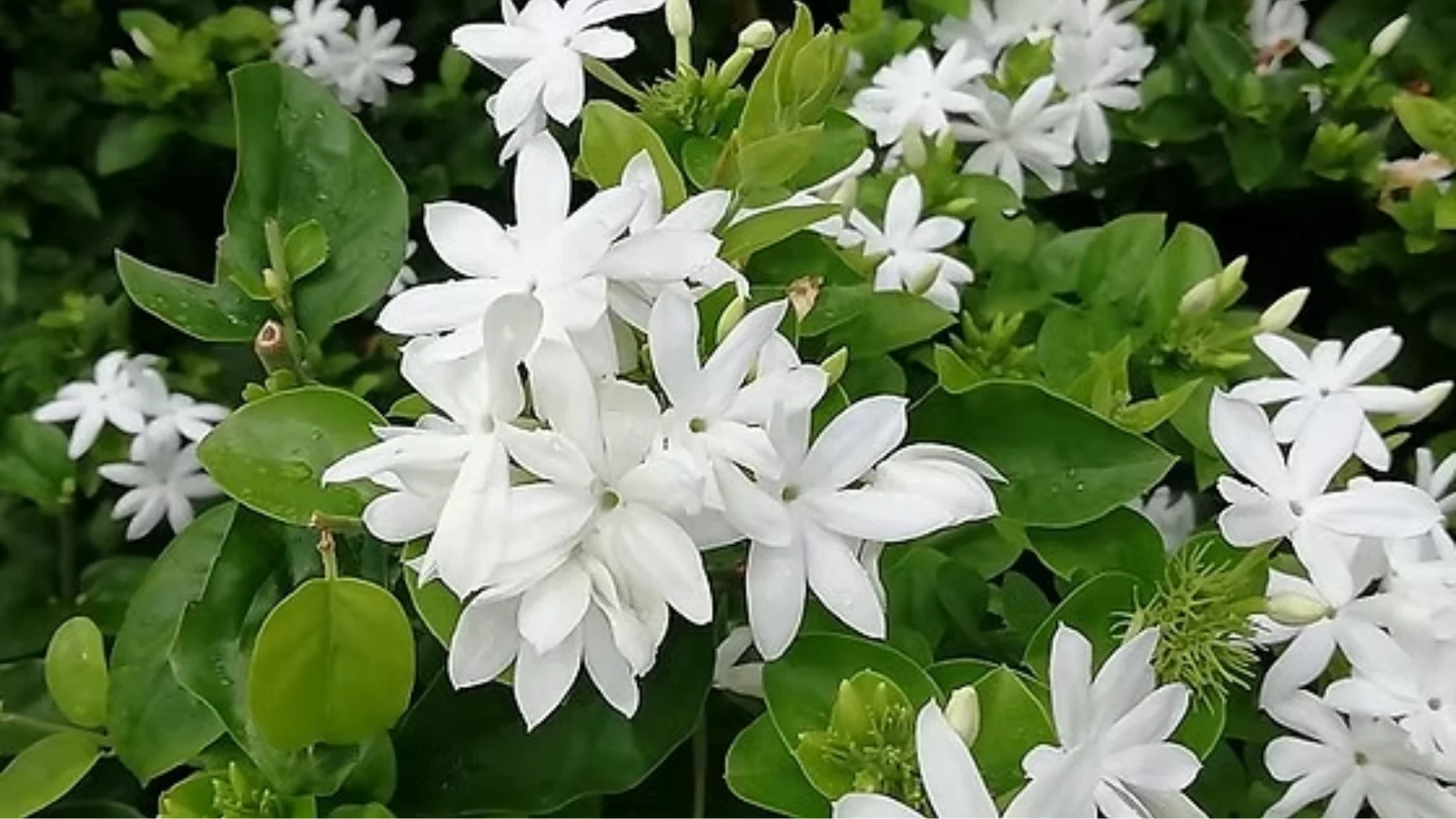 Chameli Flower 101: A Step-by-Step Guide to Cultivation